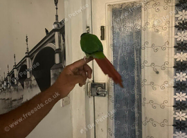 green cheeked parakeet
