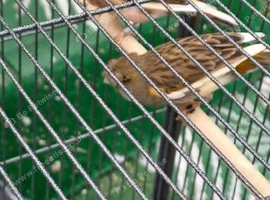 Proven Breeding Pair of Colour Canaries &ndash; &pound;70