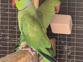 Breeding pair of ring necks