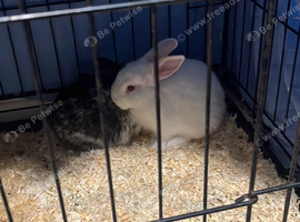 Male Rabbits