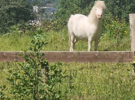 Mini shetland pony