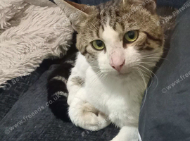 2 year old male free