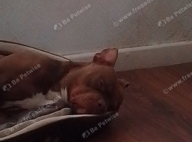 Staffordshire bull terrier