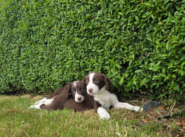 Sprollie pups