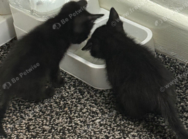 6 weeks tabby kittens for sale