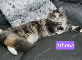 Proven mainecoon