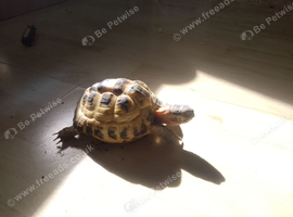 Single ~4.5 year old Female Horsfield Tortoise