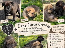 Cane Corso X puppies