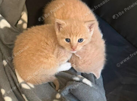 Cream / Ginger kittens for sale
