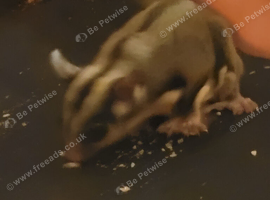 Rare White Face Blonde Sugar Glider 6 Months Old Male