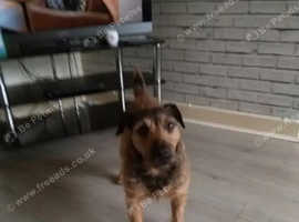 Need girl for my male Lakeland