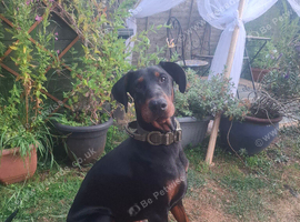 great natured young Dobermann