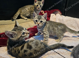 3 gorgeous boys left...
