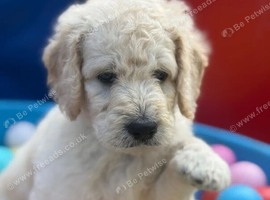 Beautiful Multi-Generational Goldendoodle Puppies &ndash; Boys & Girls Available