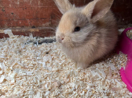 BABY MINI LOPS RABBITS