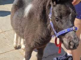 Mini sheland pony