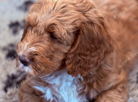 Labradoodles