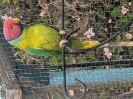 Plum head parakeet pair
