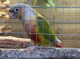 Conures for sale (selling as a pair)