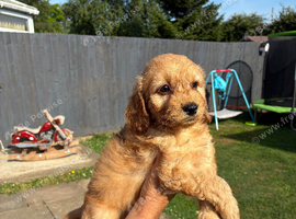 Gorgeous cockapoo pups