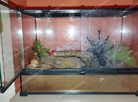 Female Salmon Pink Birdeater and full set up