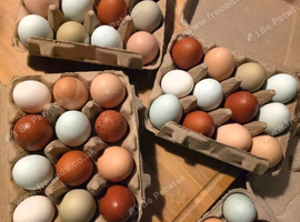 Buff Orpington cross Hatching Eggs