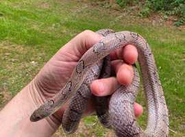 Adult cb21 pewter bloodred corn snake female