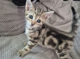 Beautiful Tabby Kittens Looking for Loving Homes
