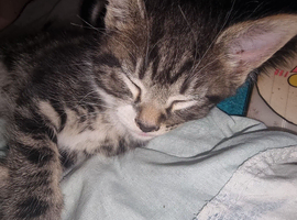 american short hairx kittens soon ready