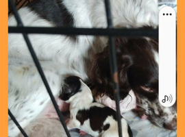 Springer pups