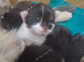 Kittens for new homes