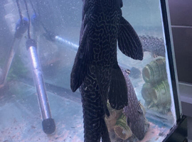 Xl plec