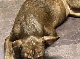 6month old puppy staff