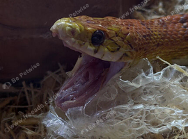 Corn Snake With Vivarium