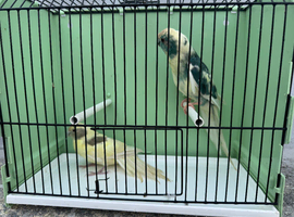 Pair of kakariki