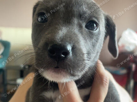 3 boys and one girl 8 week Puppys