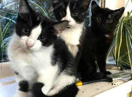 Two boy/girl mixed breed kittens