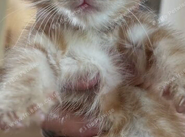4 adorable  ginger boy kittens available..have beautiful markings