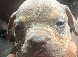 English x American bulldog pups