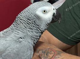 Super tame African grey Glasgow