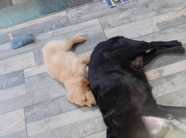 LLanfynydd pups for sale