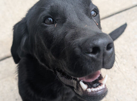 8 Month Old Black Male KC Labrador