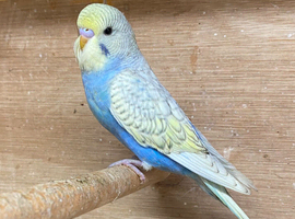 Baby budgies for sale