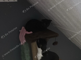 Black kitten