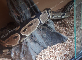male and female python