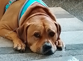 Rehoming dog