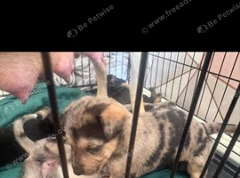 Mixed breed puppies for sale