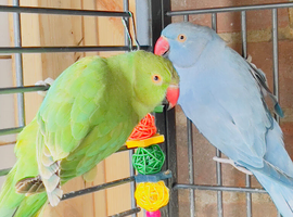 Beautiful Indian ringnick parrot for sale