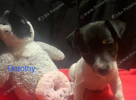 Rare natural bobtailed miniature Jack Russell