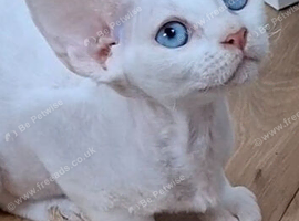 Spayed Super Cuddly White Devon Rex Boy and girl&ndash; FIFe Pedigree